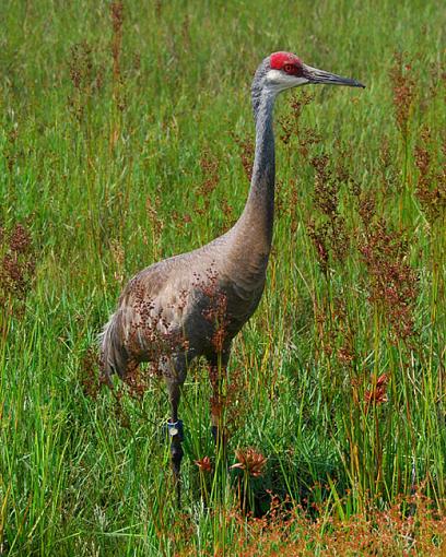 Sandhill Crane-dsc_3566-copy.jpg