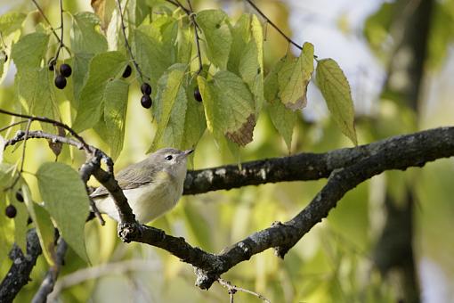 Fall 2008 Bird ID Thread.-bird-id-11.jpg