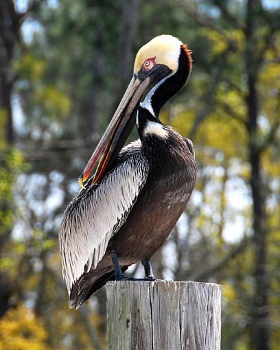 Sittin on the dock of the bay-pelican-pole-650.jpg