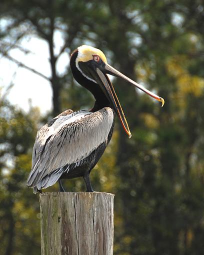 Sittin on the dock of the bay-pelican-laughing-copy-650.jpg