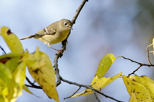 Fall 2008 Bird ID Thread.-bird-id-14.jpg