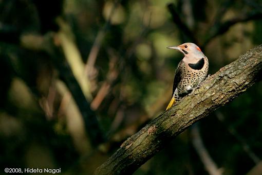 Double Up-northern-flicker-1.jpg