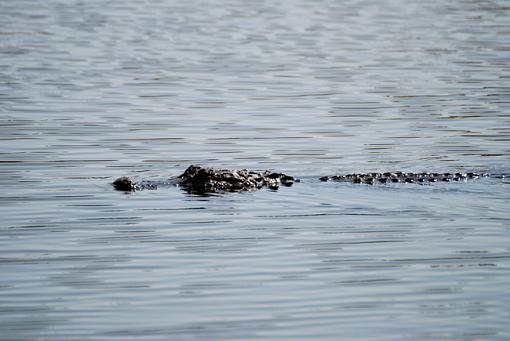 Catch of a lifetime!-dsc_6528-copy.jpg