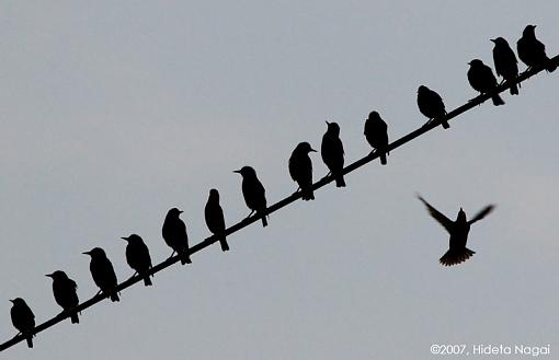 Bird on a wire-boa-3.jpg