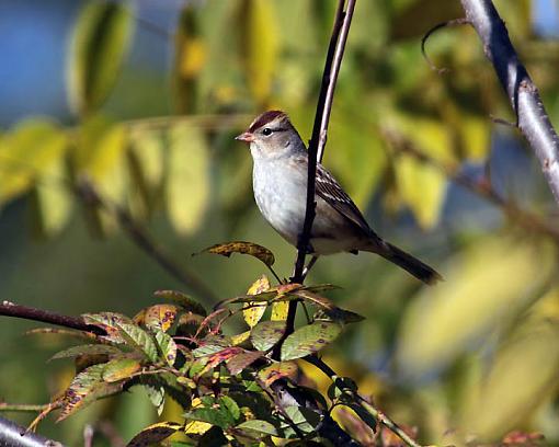 Fall 2008 Bird ID Thread.-0085w.jpg