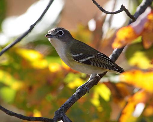 Fall 2008 Bird ID Thread.-0216w.jpg