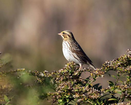 Fall 2008 Bird ID Thread.-0250w.jpg