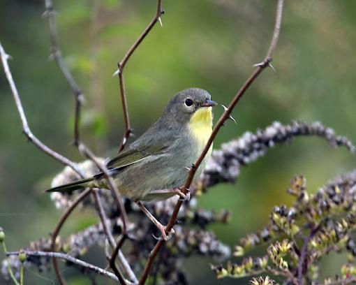 Fall 2008 Bird ID Thread.-0280w.jpg