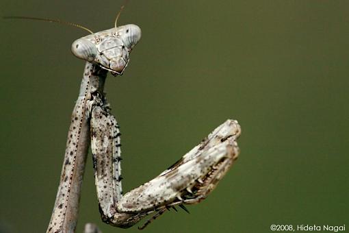 THERE!  Now turn your head to the right...tilt your head...-mantis-2.jpg