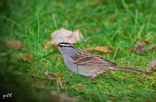 Fall 2008 Bird ID Thread.-white-crowned-sparrow.jpg