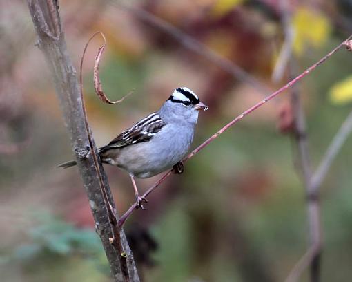 Fall 2008 Bird ID Thread.-0458w.jpg