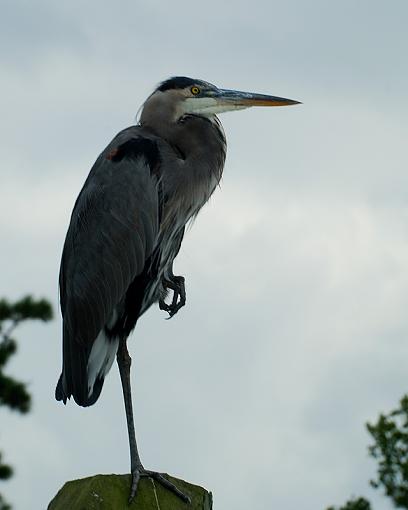 A couple from a drive around town-dsc_6576-copy.jpg