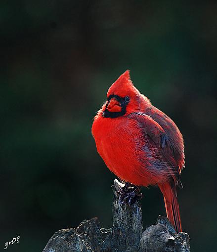 Cadinal take 2-cardinal-bpn-redo-b.jpg