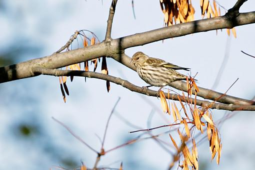 Fall 2008 Bird ID Thread.-bird-id-17.jpg