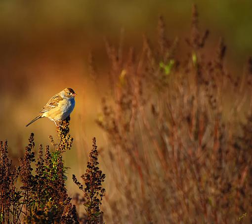 Field Sparrow-field-sparrow-800-b.jpg