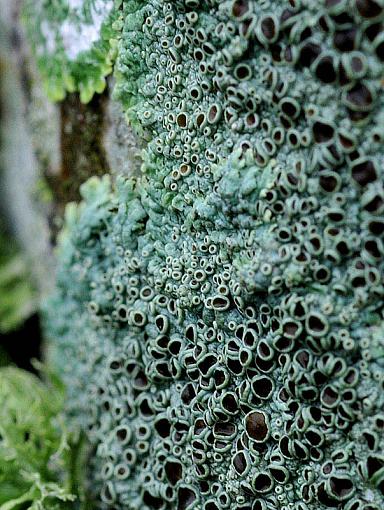 Naturally Abstract-lichen-dots.jpg