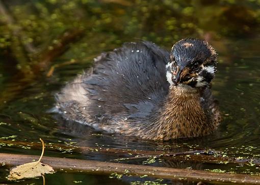 Juvy Pied-billed Grebe-juvenile-pied-billed-grebe-photoreview.jpg