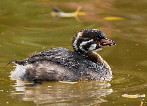 Juvy Pied-billed Grebe-juvy-grebe-profile.jpg