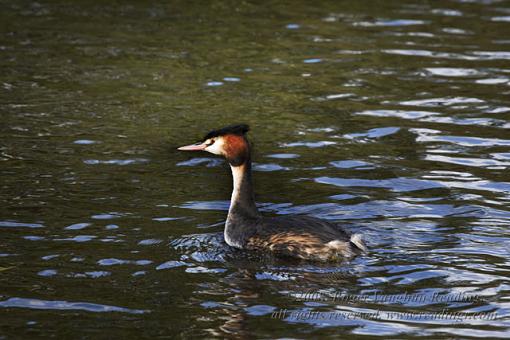 Great Crested Grebe (Podiceps cristatus)-_mg_7489-640.jpg