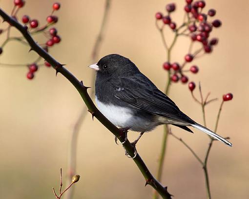 Fall 2008 Bird ID Thread.-1123w.jpg