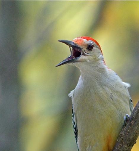 Red-Bellied Woodpecker-dsc00256.jpg