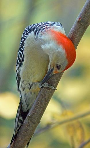 Red-Bellied Woodpecker-dsc00265a.jpg