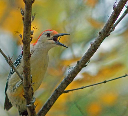 Red-Bellied Woodpecker-dsc00268.jpg