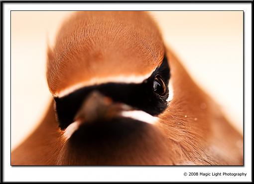 Shallow DOF-img_1305.jpg