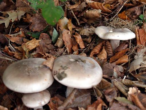 Mushrooms!-hastings-023.1.jpg