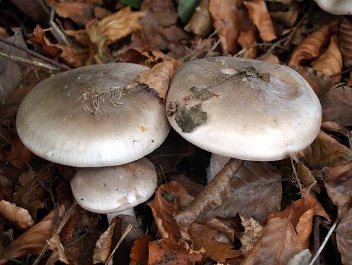 Mushrooms!-hastings-025.1.jpg