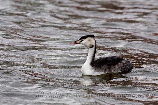 Great Crested Grebe (Podiceps cristatus)-_mg_5572-640.jpg