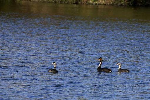 Great Crested Grebe (Podiceps cristatus)-_mg_7475-640.jpg