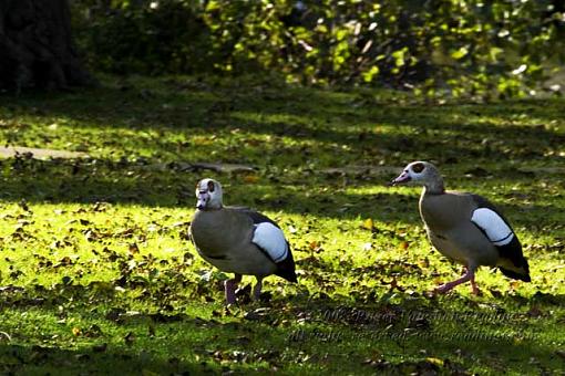 Egyptian Goose (Alopochen aegyptiaca)-_mg_5648-640.jpg