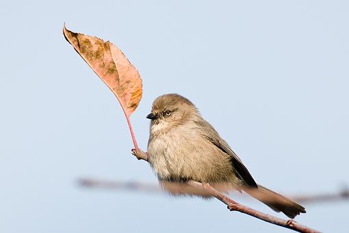 Fall 2008 Bird ID Thread.-nov-5-bird-id.jpg