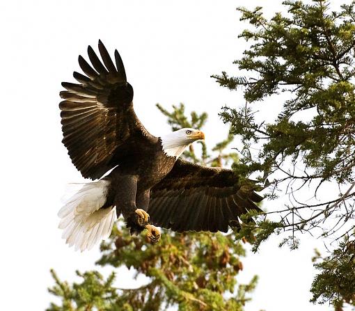 Bald Eagle Landing-eagle-landing.jpg