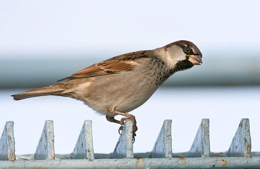 Fall 2008 Bird ID Thread.-what-sparrow-photoreview-1.jpg