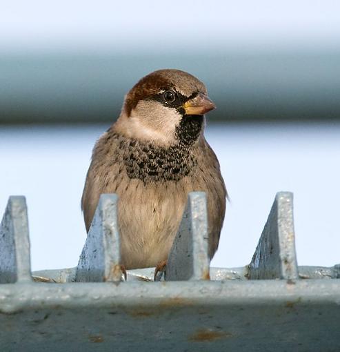 Fall 2008 Bird ID Thread.-what-sparrow-photoreview-2.jpg