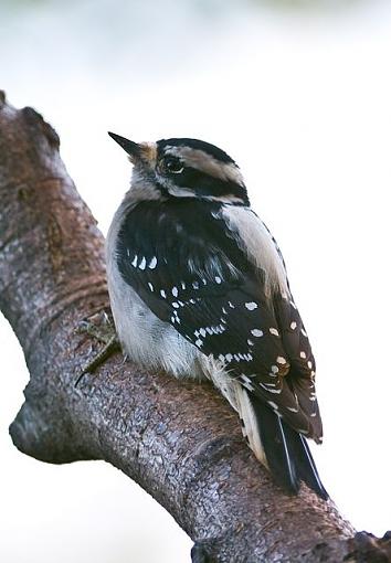 Fall 2008 Bird ID Thread.-woodpecker-id.jpg