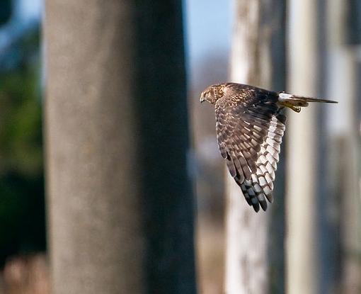 Northern Harrier and Power Posts-northern-harrier-power-posts-1.jpg