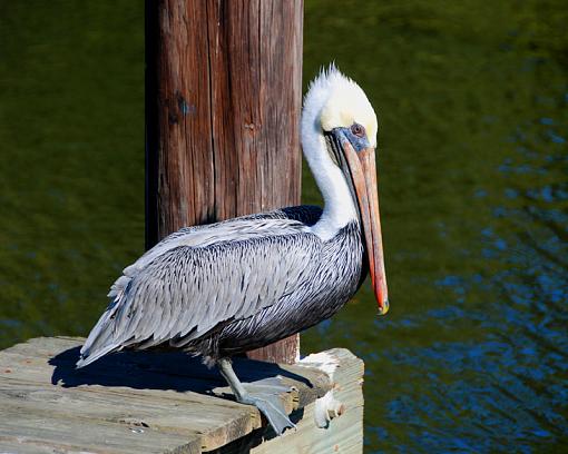 I think I see dinner-dsc_7738-copy.jpg