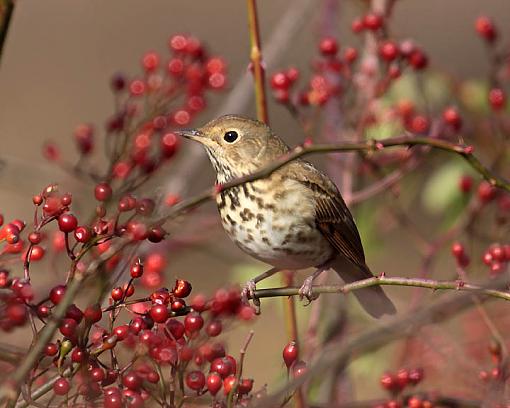 Fall 2008 Bird ID Thread.-1961w.jpg