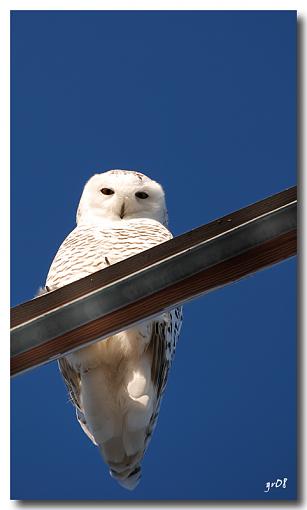 Harfang Des Neige , Snowy Owl-harfang-des-neige-snowy-owl.jpg