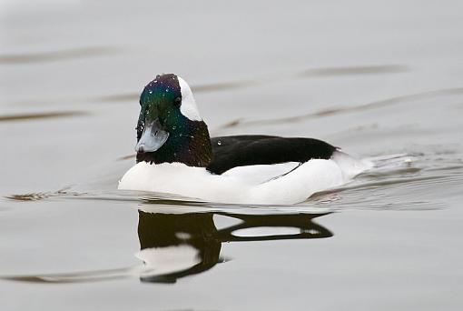 Bufflehead-bufflehead-pr-copy.jpg