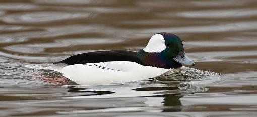 Bufflehead-bufflehead-pr2.jpg