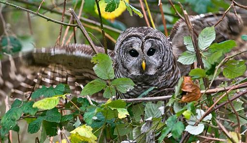 Click image for larger version.&nbsp;

Name:	Barred owl flexing PR.jpg&nbsp;
Views:	117&nbsp;
Size:	103.2 KB&nbsp;
ID:	61081