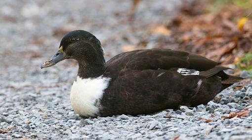 Fall 2008 Bird ID Thread.-whats-wrong-duck.jpg