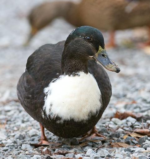 Fall 2008 Bird ID Thread.-whats-wrong-duck-2.jpg