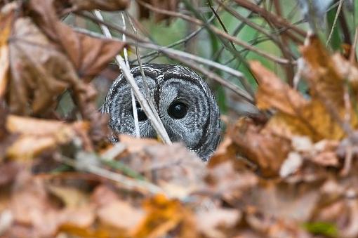 Barred owl - the alternative shots-barred-owl-peeking-pr.jpg