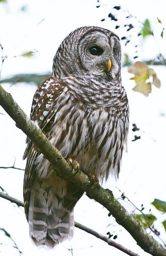 Barred owl - the alternative shots-barred-owl-pr-1.jpg