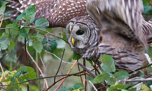 Barred owl - the alternative shots-barred-owl-pr-2.jpg